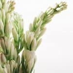 nardos para regalar en madrid, nardos a domicilio, flores aromáticas