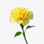 comprar clavel natural amarillo a granel, claveles amarillos a domicilio