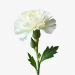 envía claveles blancos naturales a domicilio, compra clavel blanco a granel, claveles blancos por unidad