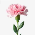 clavel rosado natural a domicilio, envía claveles rosados a granel, clavel rosado a granel