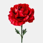 claveles rojo por unidad, flores a granel, envía clavel rojo a domicilio