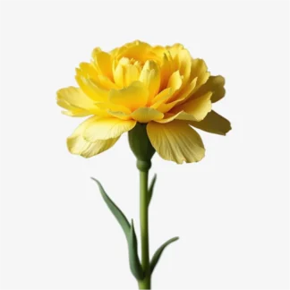 flor de clavel amarillo natural a domicilio