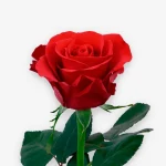 envía rosas rojas a domicilio, rosas rojas a granel