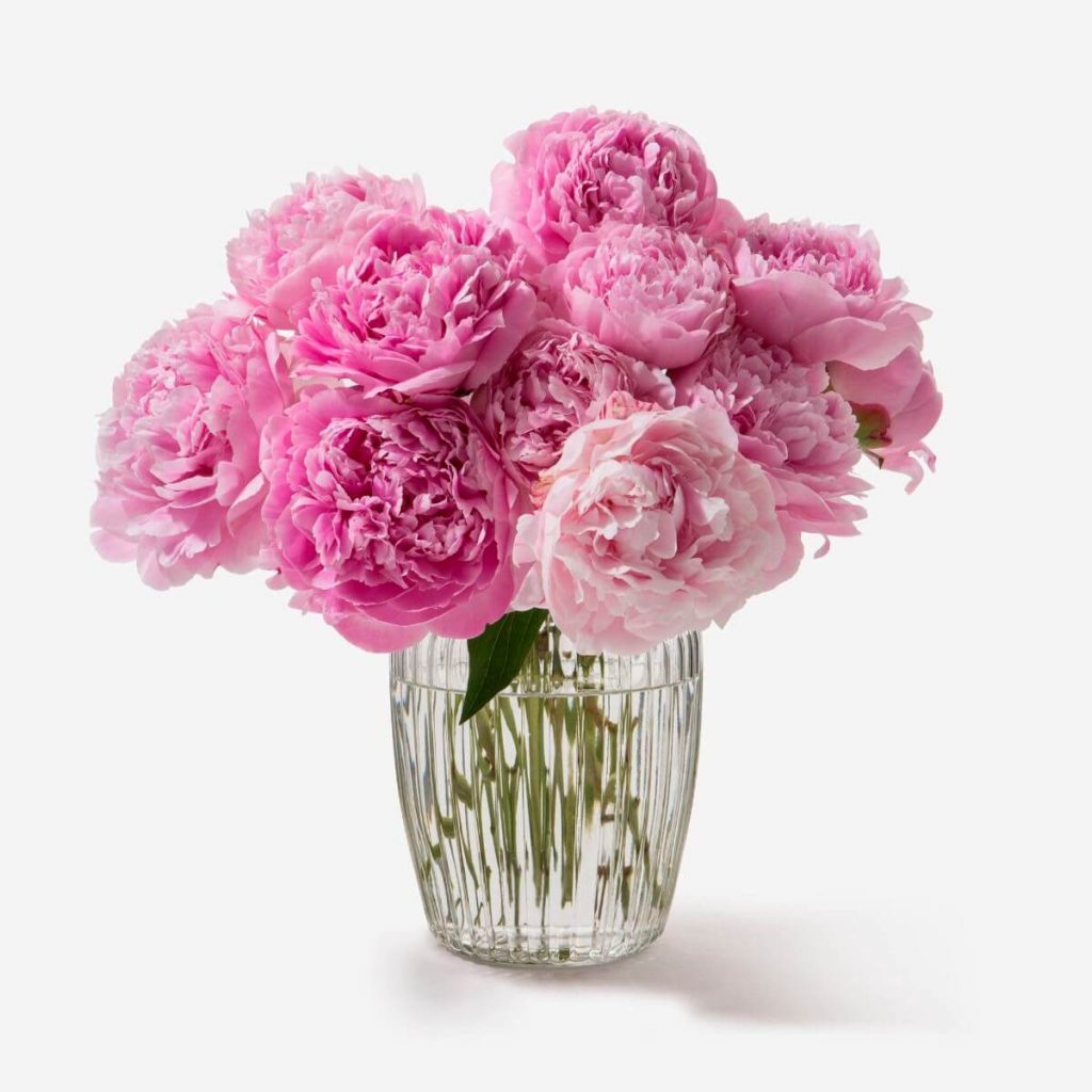 ramo de peonías rosados a domicilio, envío de peonías Madrid, comprar peonías