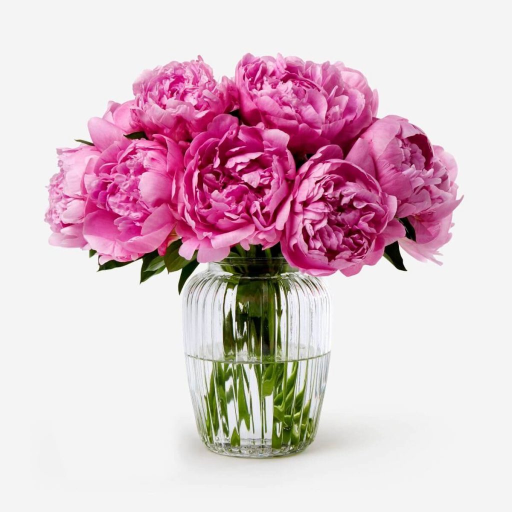 Peonía fucsia