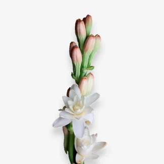 vara de nardo aromático a domicilio, flores de nardos para regalar, envío de nardos naturales Madrid, ramo personalizado de nardos aromáticos