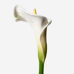 callas blancos a domicilio, envío de callas naturales blancos Madrid, ramo personalizado de calas blancos