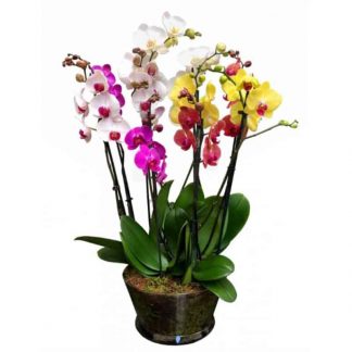 Multicolor Orchid