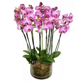 Orchid Rose