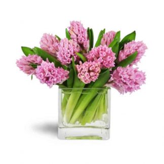 Jacintos Rosados