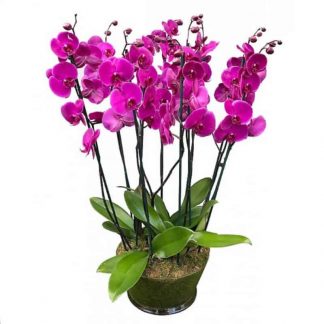 centro de orquídeas fucsia a domicilio Madrid, envío de orquídeas naturales, centro de orquídeas Madrid