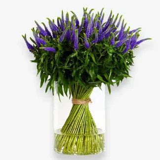 ramo de 60 tallos de flores de verónicas morados