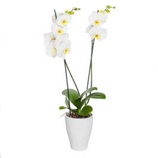 planta de orquídea blanco