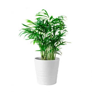 Kentia