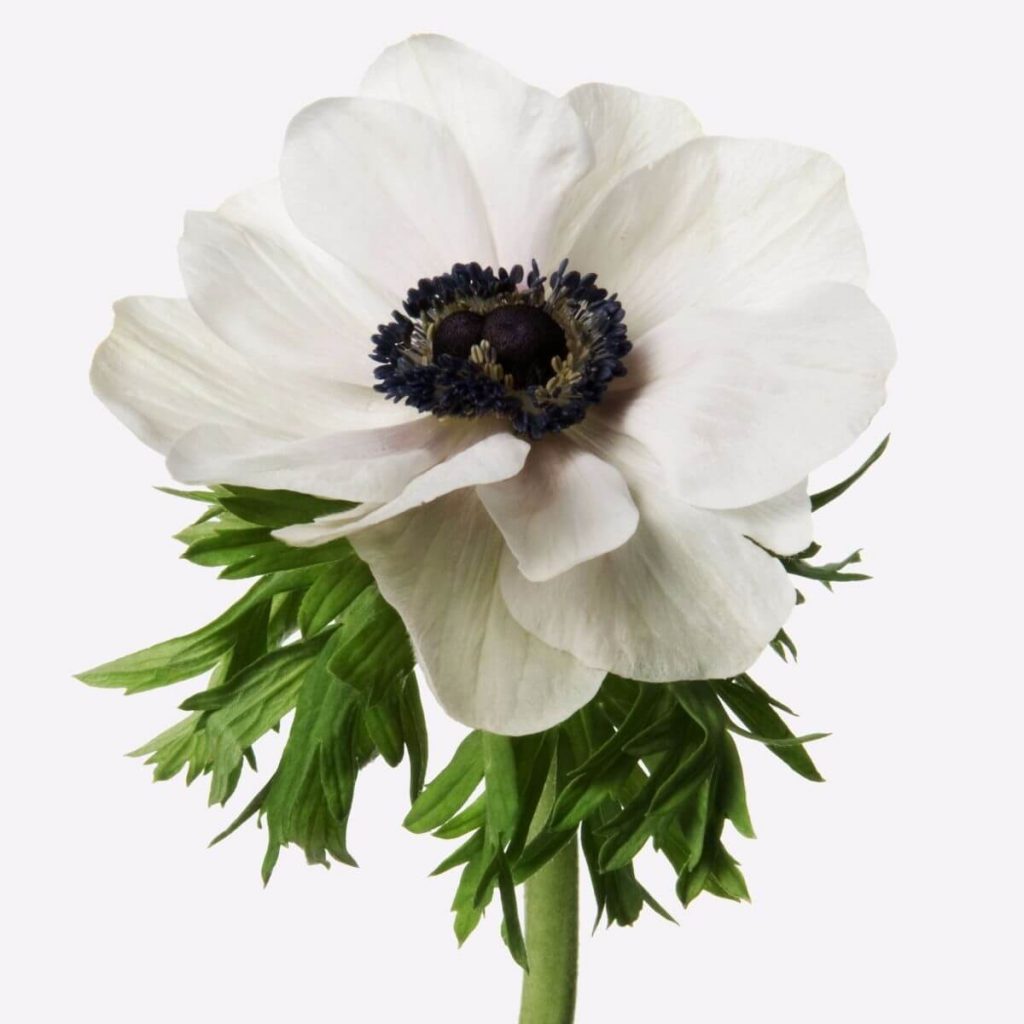 Flor de anemona blanco a domicilio| ramo de anemonas| Flores naturales