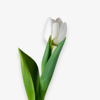 tulipanes blancos a domicilio