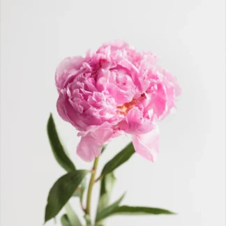 flores a granel de peonía fucsia natual