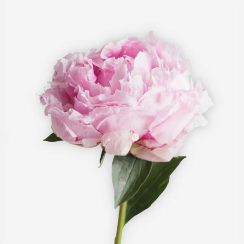 envía a domicilio flores de peonía rosado natural, compra paeonias rosados a granel