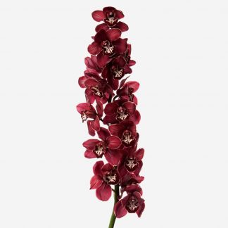 vara de orquídea rojo, orquídeas rojos naturales Madrid, tallos de orquídeas rojos a domicilio, envío de orquídeas Madrid