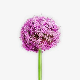 envíar flores naturales de allium a granel, comprar flor de allium morado, regalar flores de allium Madrid, España