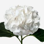 Flor natural de hortensia blanco a domicilio, envío de hortensia blanco a domicilio Madrid, ramo personalizado de hortensia