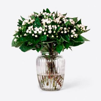 Envío de ramo de bouvardia blanco a domicilio, bouvardia natural Madrid, Flores de bouvardia para regalar