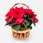 cesto de flor de pascua rojo a domicilio Madrid| envío de flor de pascua rojo| comprar flor de pascua