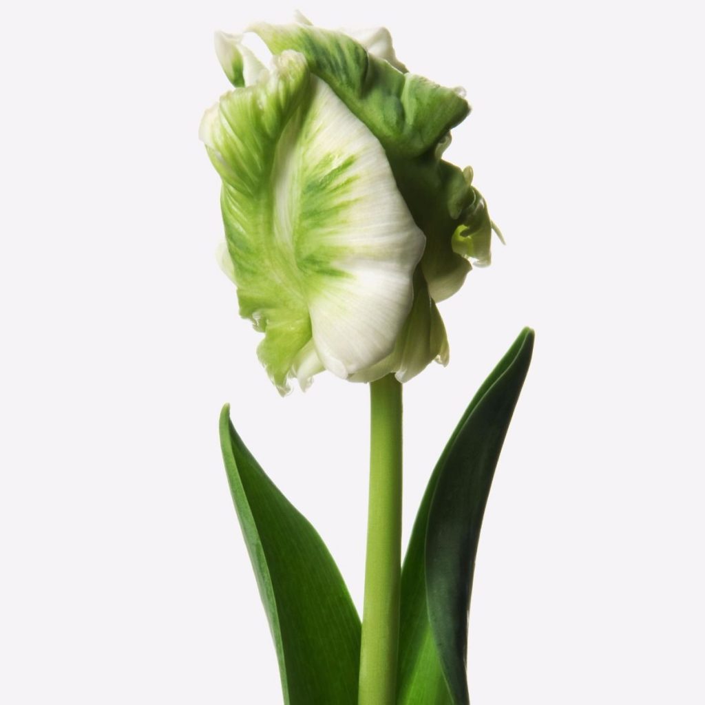 Tulipanes parrot blanco a granel, envío de tulipanes blancos parrot en Madrid online