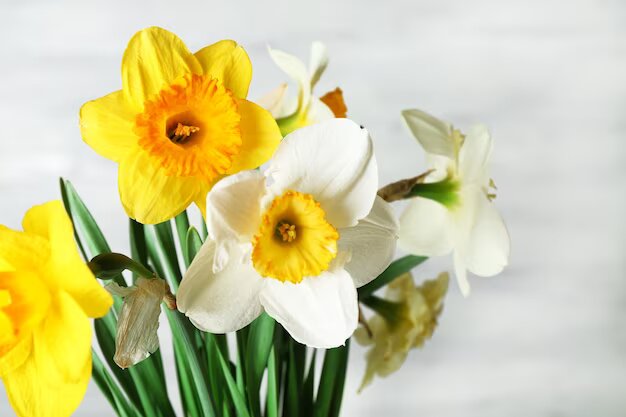 narcisos