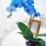 planta de orquidea azul natural a domicilio