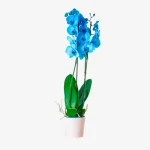 orquidea azul en planta con maceta a domicilio en Madrid