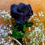 rosa-negra-eterna-con-paniculata-blanco y etiqueta a domicilio
