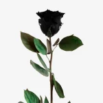envía rosa negra eterna a domicilio en Madrid