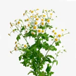 flor-a-granel-de-tanacetum