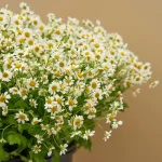 ramo fresco de tanacetum o margarita manzanilla aromática