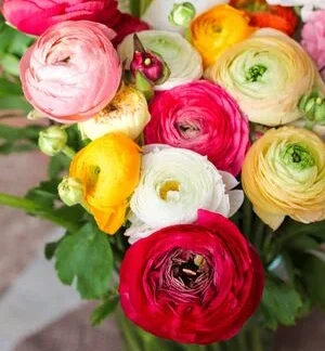 compra y envía flores naturales de ranúnculos o francesillas coloridos