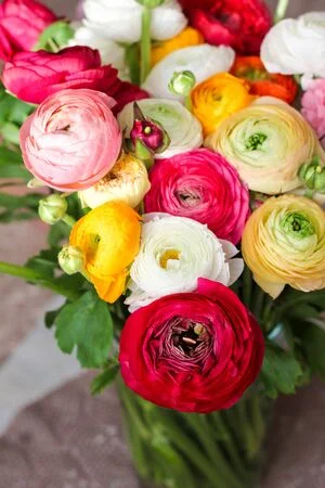 compra y envía flores naturales de ranúnculos o francesillas coloridos