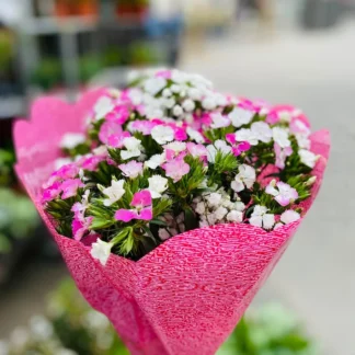ramo de clavelinas chinas con colores rosados, blancos y fucsias